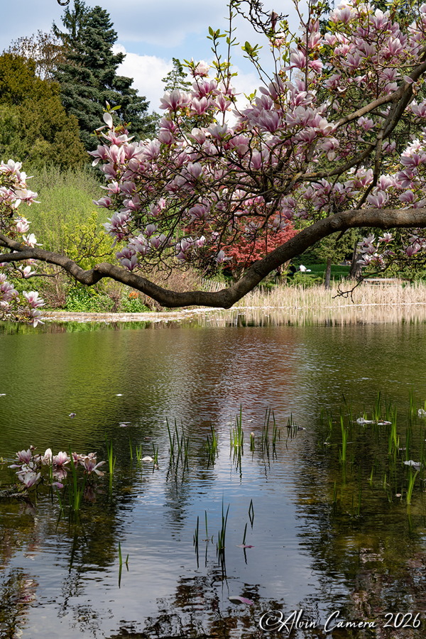 Kurparkteich