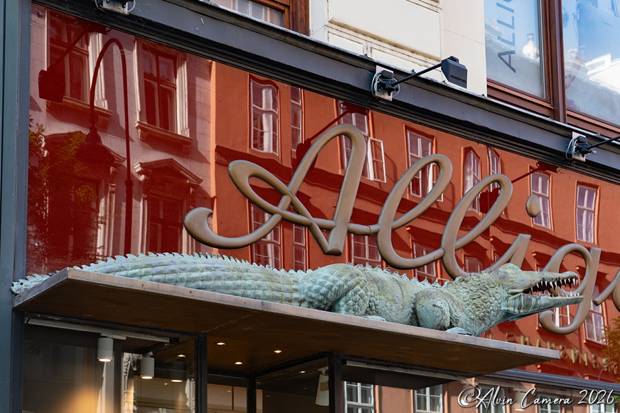 Alligator