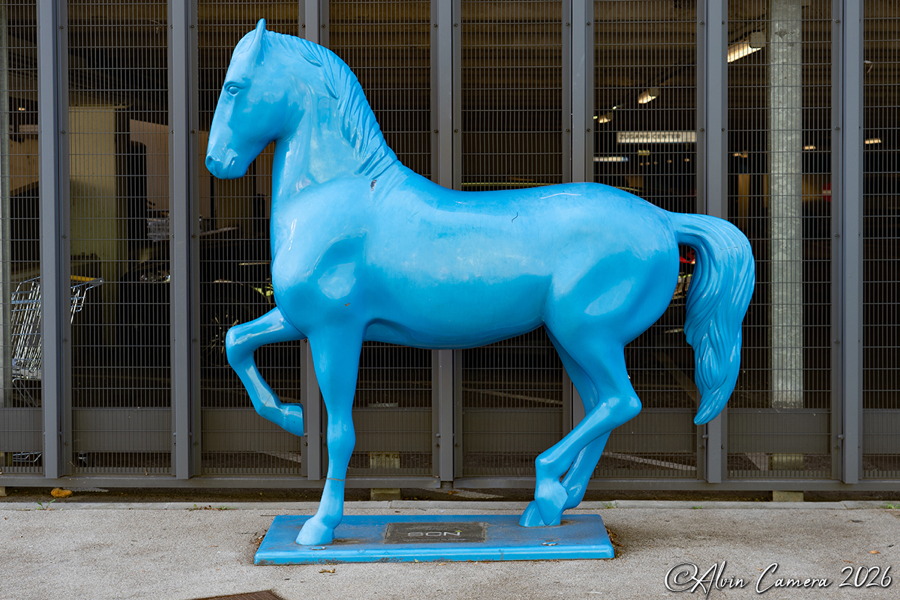 SCN - Blaues Pferd