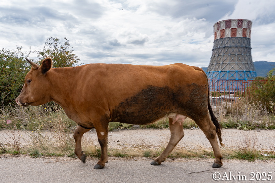 Kuh und Kohlekraftwerk